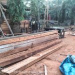 Aktivitas ilegal logging bebas beroperasi di wilkum Siak kecil