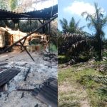 Sadis…!!,Diduga Unsur Dendam Rusak Sawit Dan Bakar Gubuk Milik Warga Srigadin
