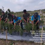 Peran Aktif Babinsa Kodim 0322/Siak dalam Panen Raya Cabe Rawit Varietas Pelita di Desa Kampung Tengah