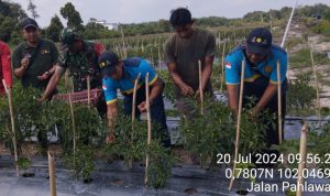 Peran Aktif Babinsa Kodim 0322/Siak dalam Panen Raya Cabe Rawit Varietas Pelita di Desa Kampung Tengah