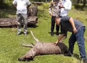 Sangat Miris, Maling Sembelih Rusa di Lokasi Penangkaran Siak