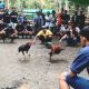 Ironi Hukum di Ujung Kalbar: Sabung Ayam Bebas Tiga Hari Dalam Sepekan di Karanji, Diduga “Direstui” Oknum APH*