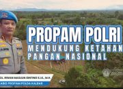 BID PROPAM POLDA KALBAR DAN POLRES BENGKAYANG PANEN RAYA JAGUNG 21,1 HA, DUKUNG SWASEMBADA PANGAN NASIONAL 2026*