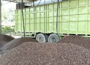 Astaga!! Gila!! Kapolsek Bungkam: Aktivitas Penampungan Kernel Sawit di Kandis KM 85 Disorot, Publik Pertanyakan Legalitas dan Pengawasan Aparat