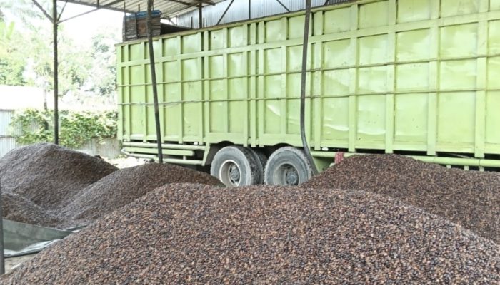 Astaga!! Gila!! Kapolsek Bungkam: Aktivitas Penampungan Kernel Sawit di Kandis KM 85 Disorot, Publik Pertanyakan Legalitas dan Pengawasan Aparat